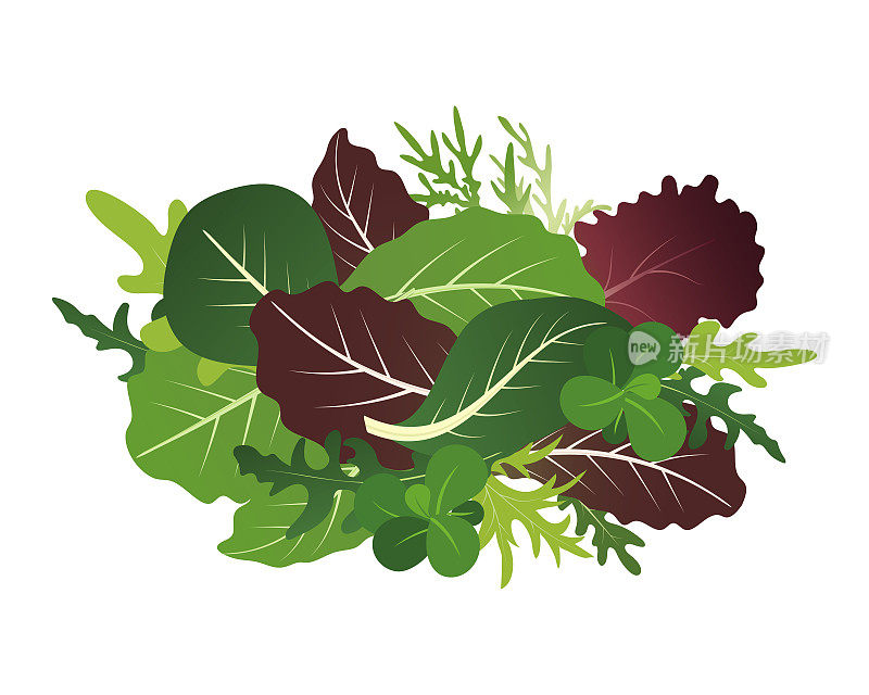 Mix of salad leaves. Arugula, spinach and lettuce leaf. Vector illustration set in flat style.
